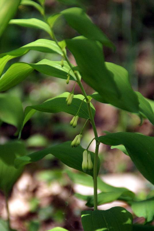 Unser Orchideenpark Bild Nr.034